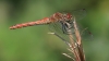 IMG_1439 Sympetrum sanguineum female